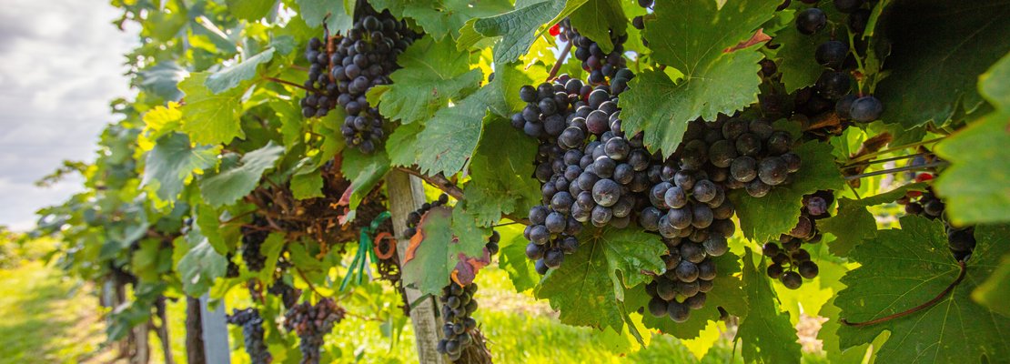Weinreben mit reifen Trauben hängen an Weinstöcken 