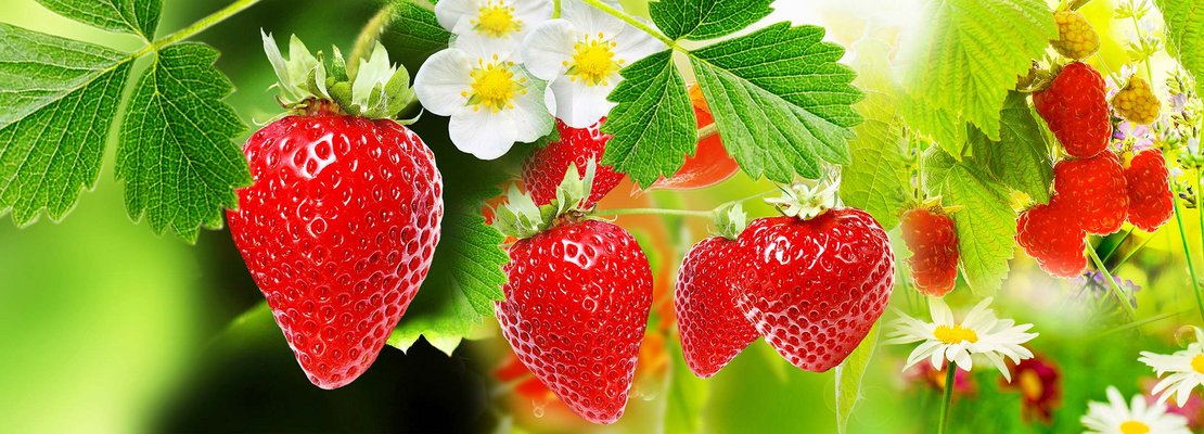Erdbeeren – lecker und gesund!