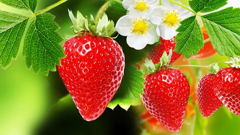 Erdbeeren – lecker und gesund!