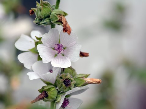 Hilft bei Schluckbeschwerden und Heiserkeit: Der Eibisch