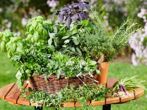 Sprechstunde: Küchenkräuter