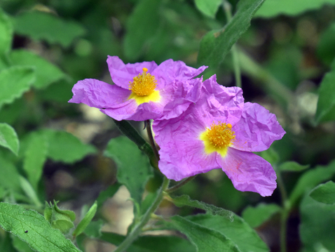Die Zistrose – Abwehrkräfte aus Griechenland