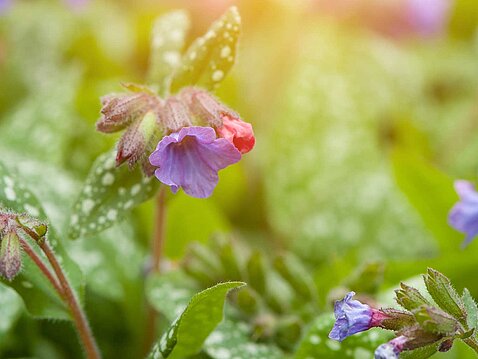 Das Lungenkraut: Gut für Verdauung, Immunsystem, Stoffwechsel und Stimmung