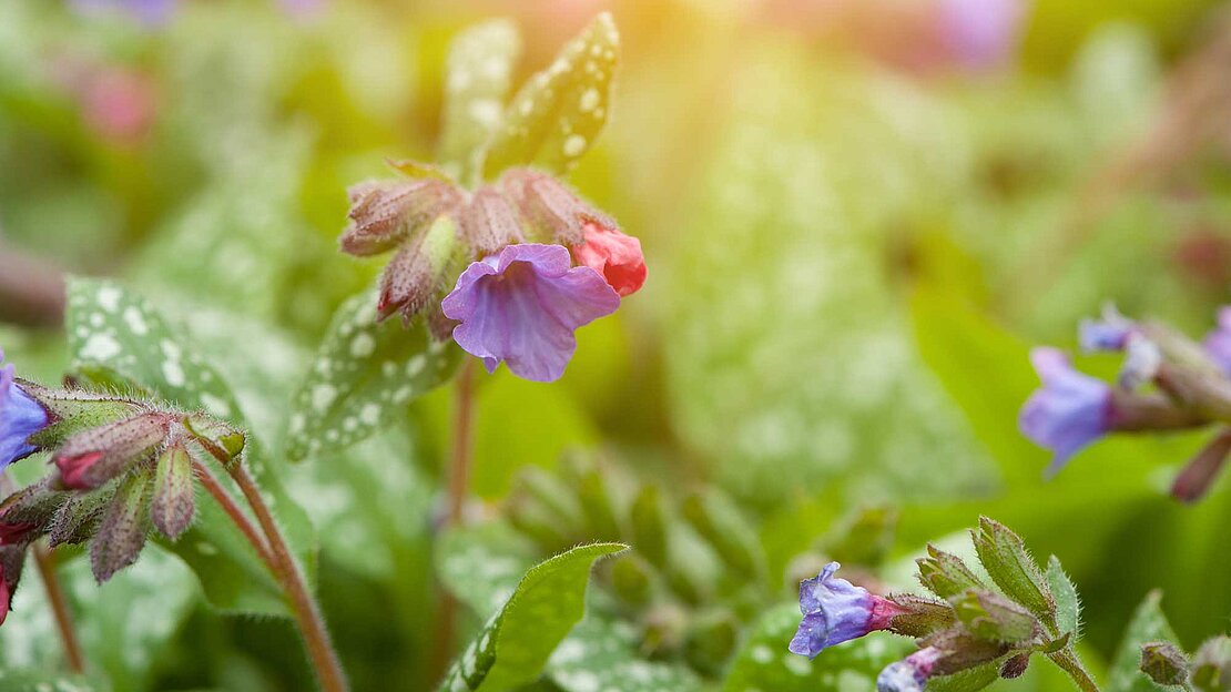 Das Lungenkraut: Gut für Verdauung, Immunsystem, Stoffwechsel und Stimmung Das Lungenkraut: Gut für Verdauung, Immunsystem, Stoffwechsel und Stimmung