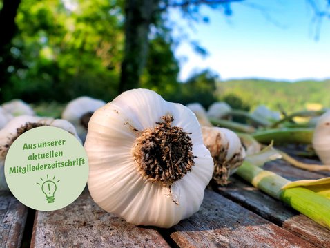 Die Kraft der Knolle: Warum Knoblauch jetzt Hochsaison hat