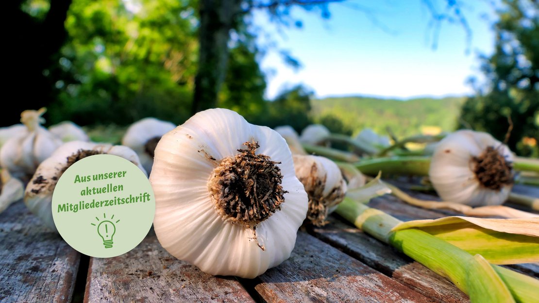 Die Kraft der Knolle: Warum Knoblauch jetzt Hochsaison hat