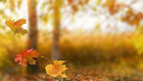 © Lilya - stock.adobe.com