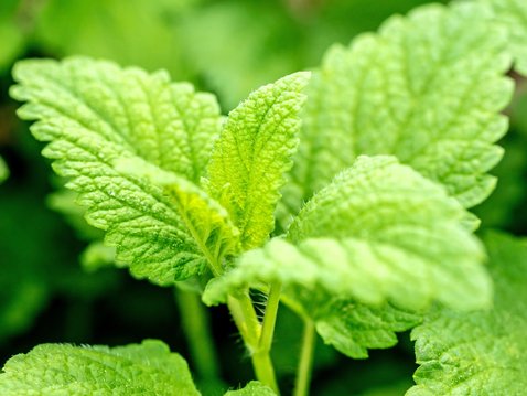 Einfache Selbsthilfe bei Lippenherpes