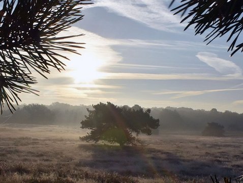 Pflanzliche Schmerzmittel