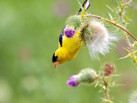 Angst – wie man den Drachen zähmt