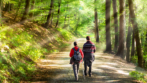 Zwei Personen wandern durch einen lichten Laubwald. 