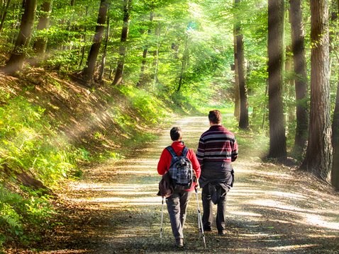 Zwei Personen wandern durch einen lichten Laubwald. 