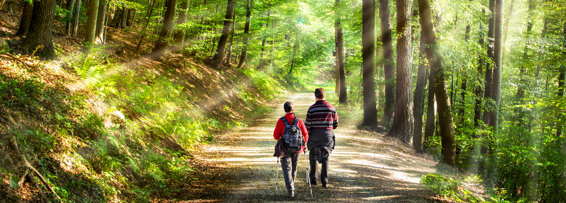 Zwei Personen wandern durch einen lichten Laubwald. 