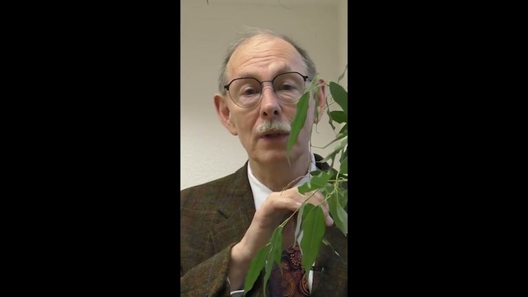 Video Thumbnail Image