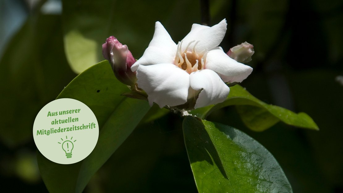 Strophanthus – das vergessene Herzmedikament