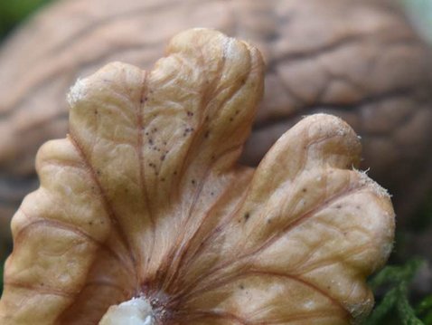 Walnüsse fettreich, aber dennoch gesund!