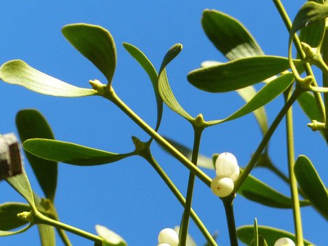 Die Mistel in der Tumortherapie