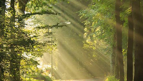 Naturraum Wald: Ein Ort der Heilung?