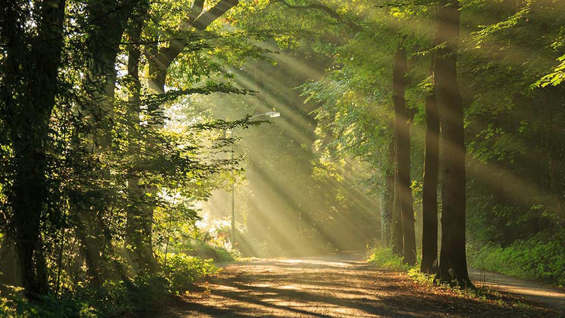 Naturraum Wald: Ein Ort der Heilung? Naturraum Wald: Ein Ort der Heilung?