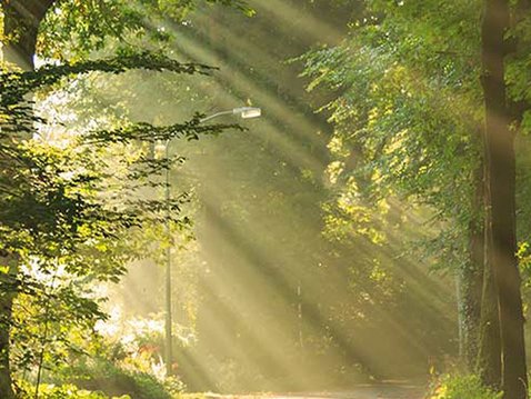 Naturraum Wald: Ein Ort der Heilung?