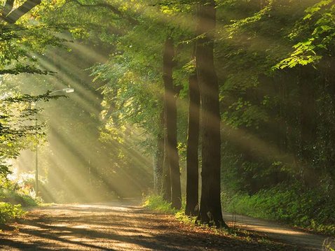 Naturraum Wald: Ein Ort der Heilung?