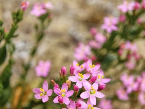 Tausendgüldenkraut bei Magendarmproblemen