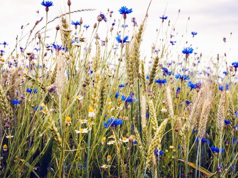 Heublumen gegen Schmerzen