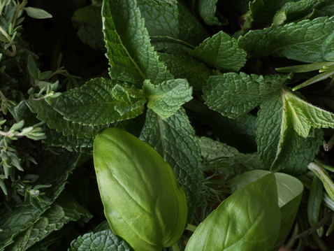 Gesundheit aus dem Kräutergarten