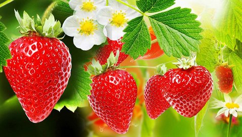 Erdbeeren – lecker und gesund!