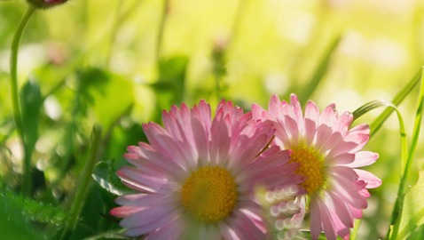 Das Gänseblümchen Bellis perennis D3 nach Massagen