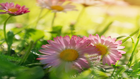 Das Gänseblümchen Bellis perennis D3 nach Massagen