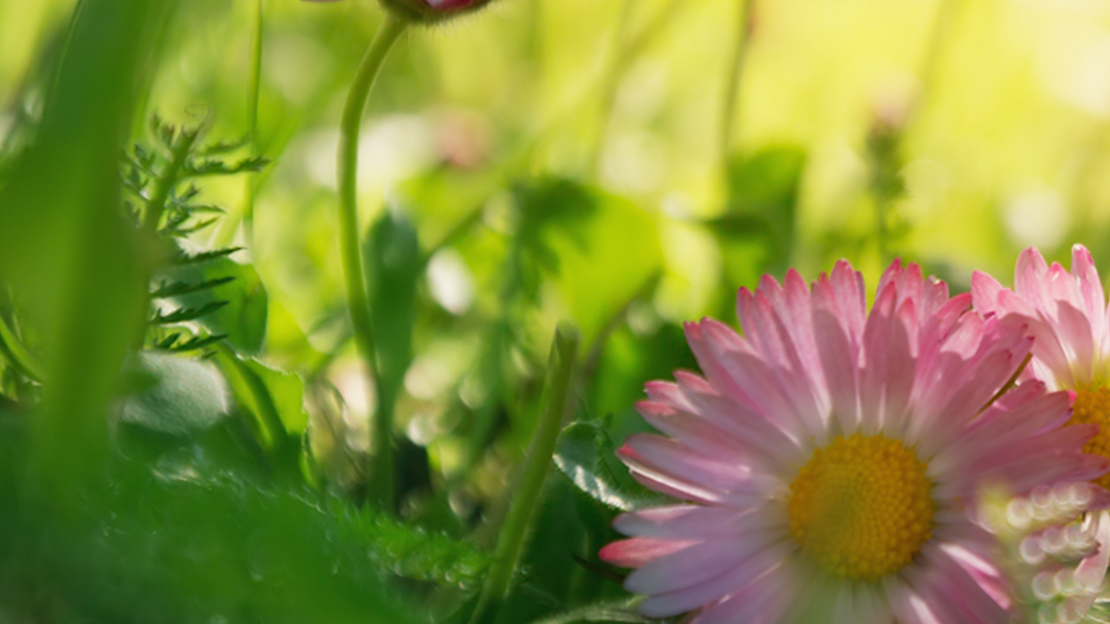 Das Gänseblümchen Bellis perennis D3 nach Massagen
