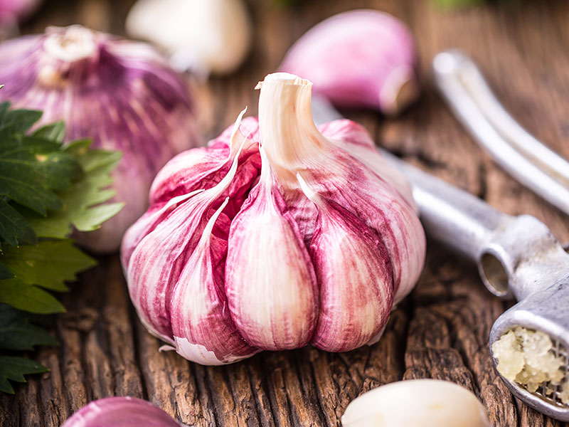 Die Kraft der Knolle: Warum Knoblauch jetzt Hochsaison hat