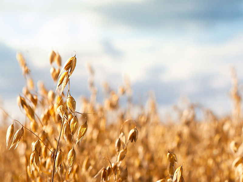 Hafer – das unterschätzte Superfood
