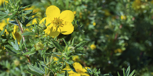 Kompass Komplementärmedizin: Blutwurz