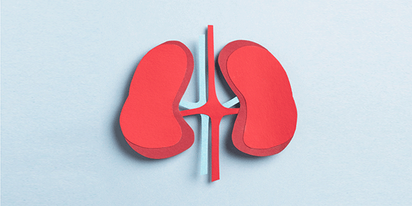 Kompass Komplementärmedizin: Nierengesundheit