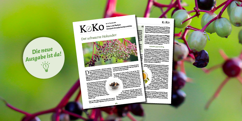 Zum aktuellen KoKo: Der schwarze Holunder Kompass Komplementärmedizin: Der schwarze Holunder