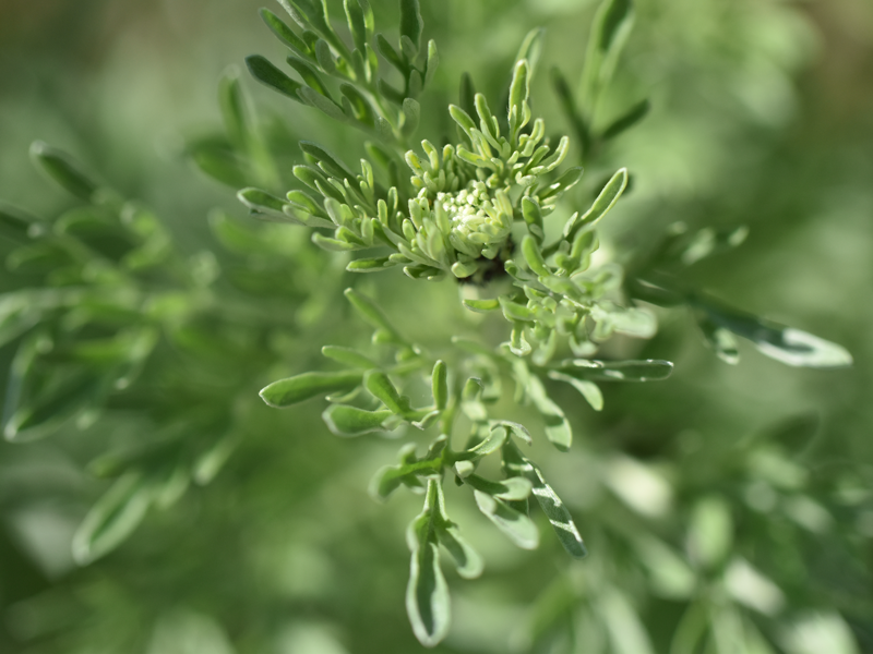 Die Heilpflanze Wermut (Artemisia absinthium) enthält Bitterstoffe